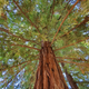 Canopy